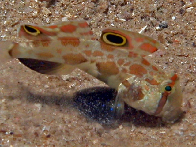 Krabbeøje gobi (Signigobius biocellatus)
